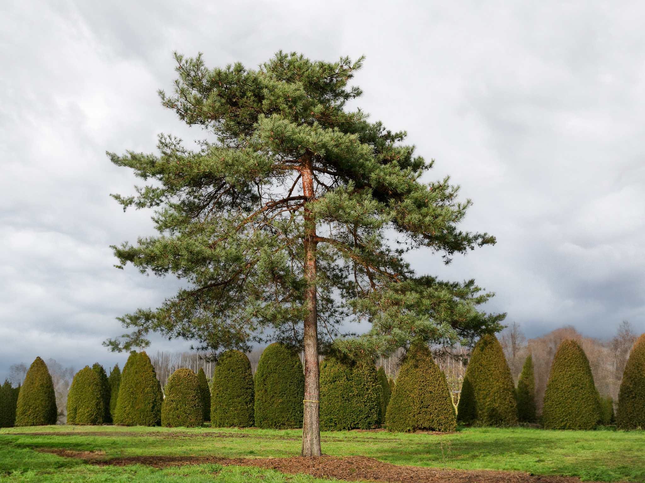 Pinus Sylvestris Scotch Pine Scots Pine Van Den Berk Nurseries pinus-sylvestris-scotch-pine-scots-pine-van-den-berk-nurseries